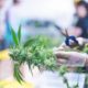 Cannabis plants grow under artificial lights cm 440x293 80x80