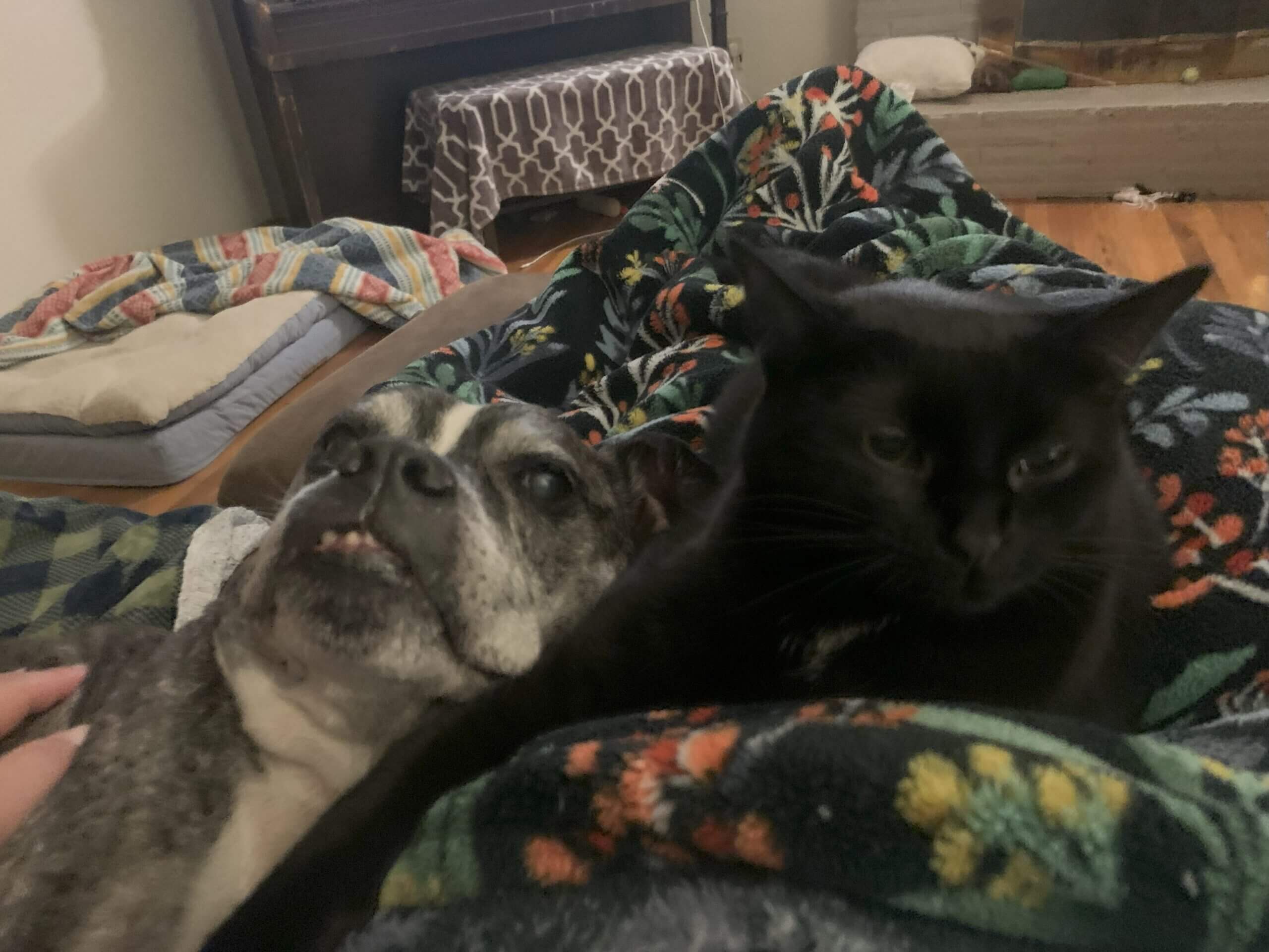 Roco and Kittie scaled