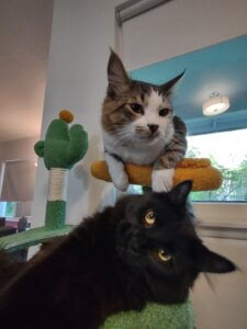 Lauren Cat Pic 225x300