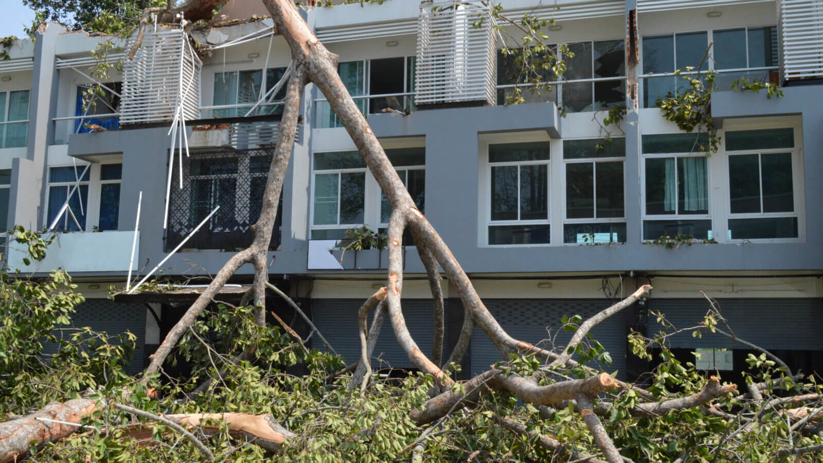 Fallen Tree 1467041594 1600x900