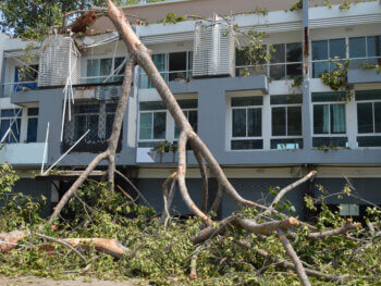 Fallen Tree 1467041594 350x263