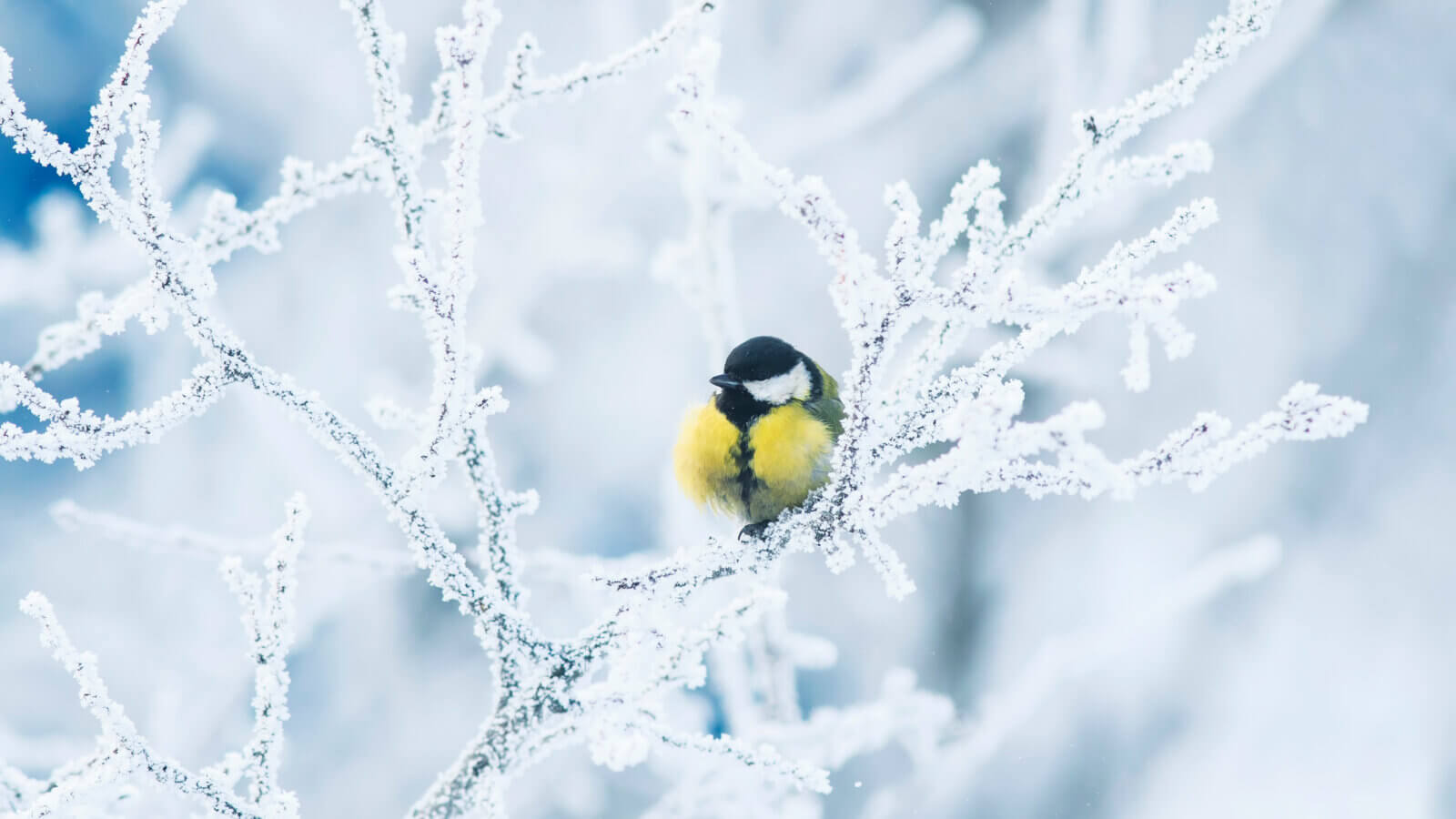 Bird 194609894 1600x900