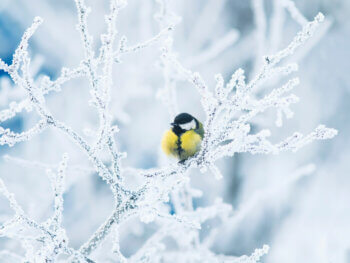 Bird 194609894 350x263