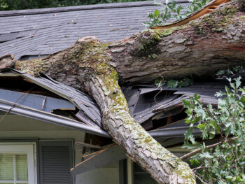 Fallen Tree 464325714 350x263